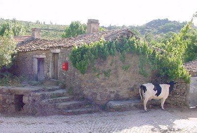 Fotografia de Antnio Vicente Vieira