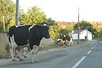 Na estrada municipal...
